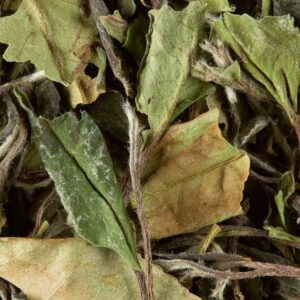 PAÏ MU TAN PIVOINE BLANCHE