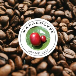 nicaragua maragogype